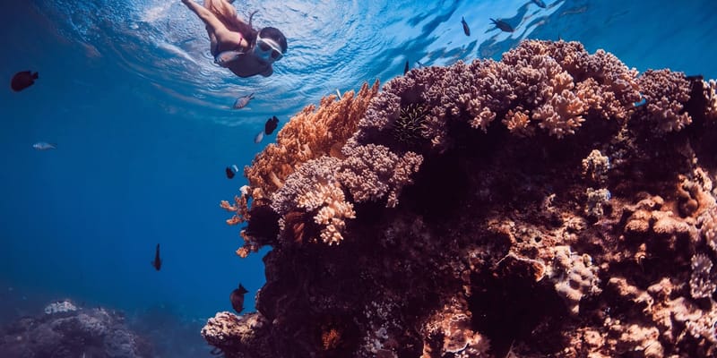 Snorkeler swimming over a coral reef